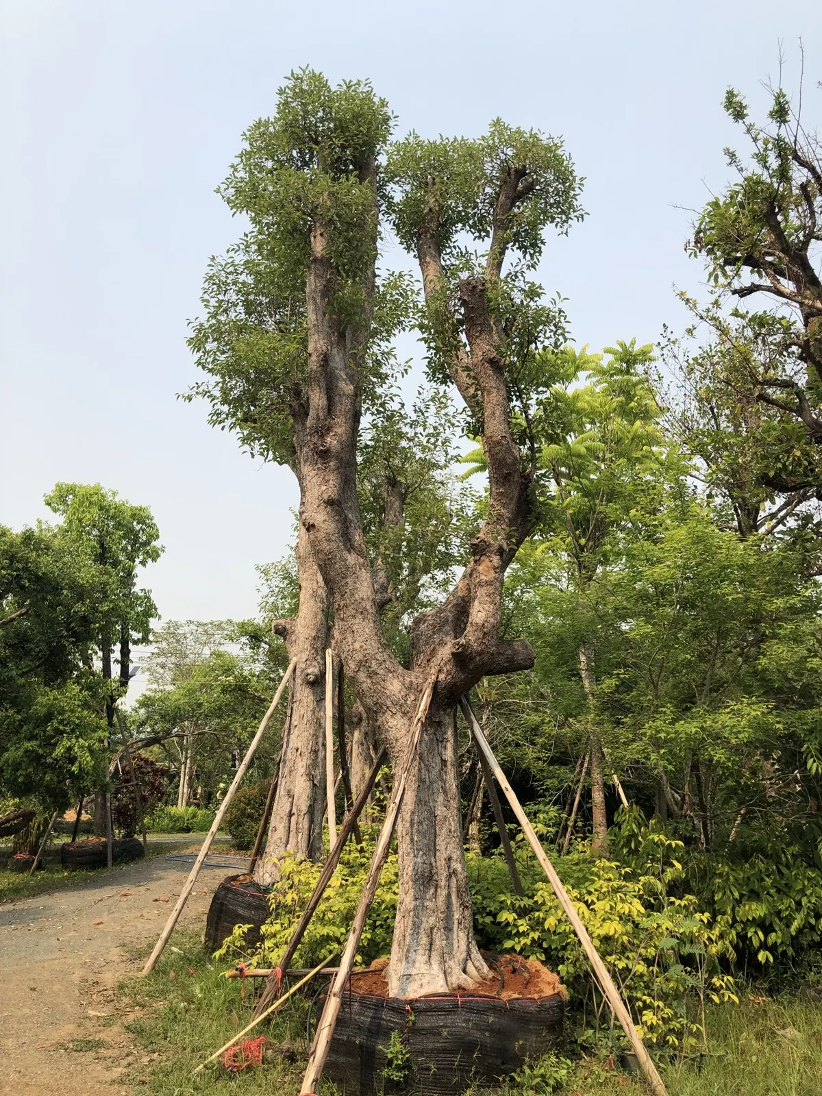 ต้นไม้ที่ค้ำยันรอขนย้ายในสวน
