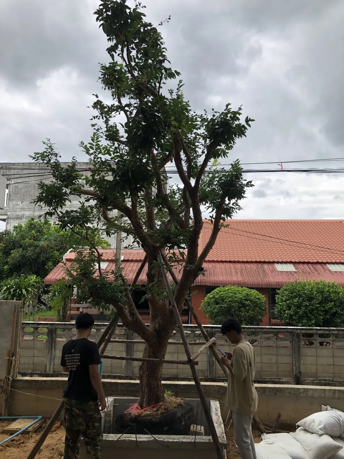 วางต้นไม้ลงกระบะปลูก