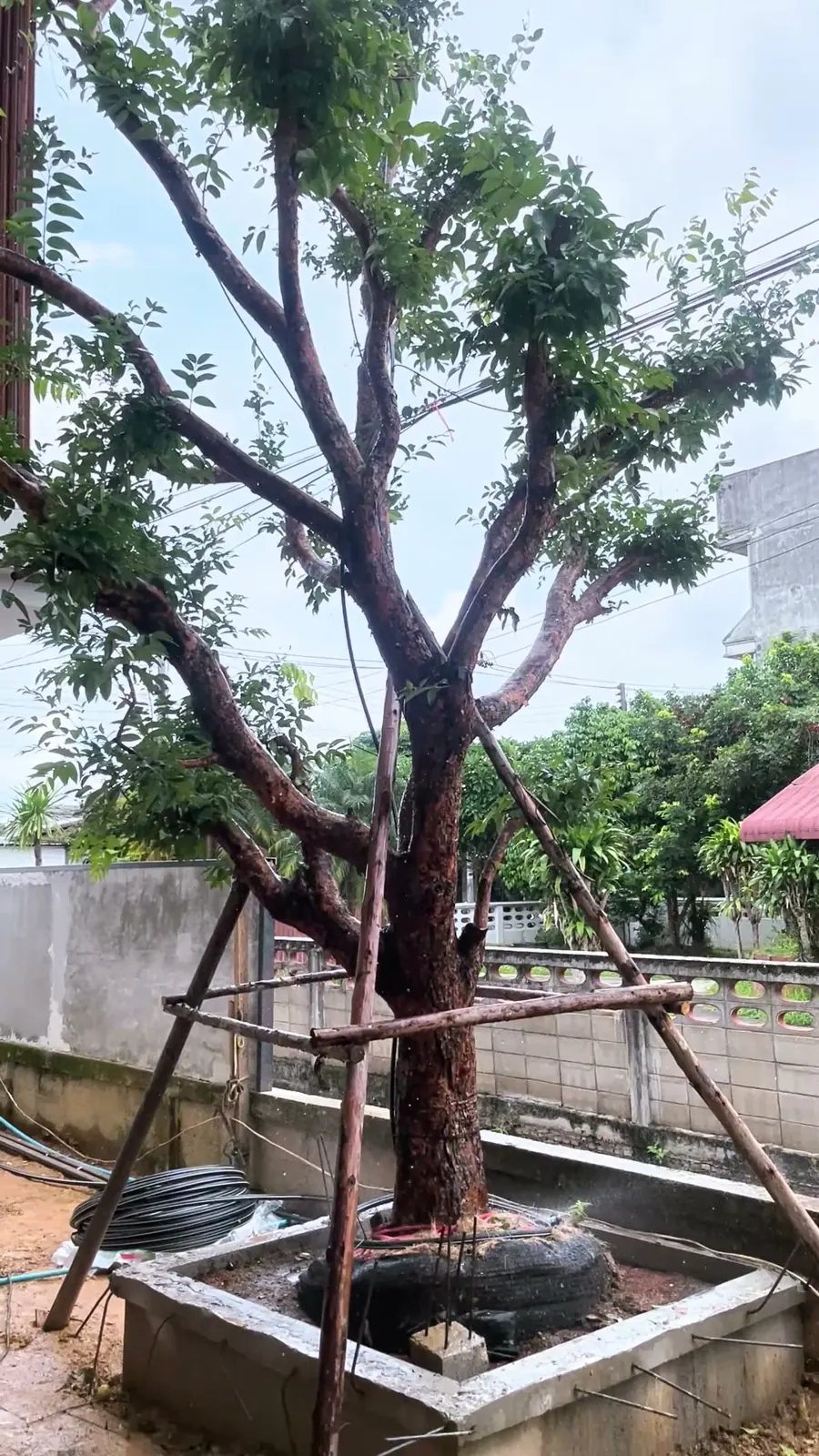 ไม้ค้ำยันรอบลำต้น
