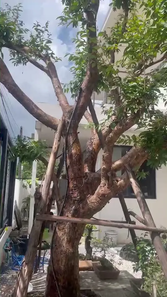 สายน้ำหยดและไฟส่องที่โคนต้น